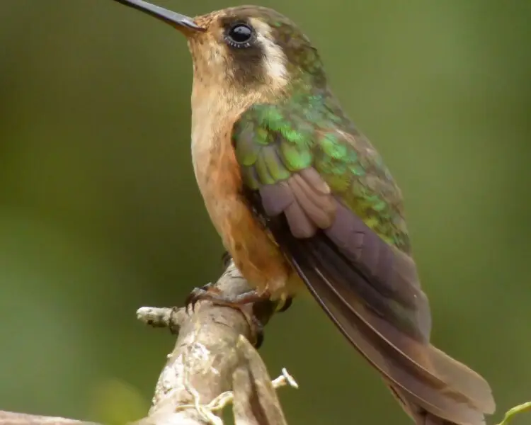 Speckled hummingbird