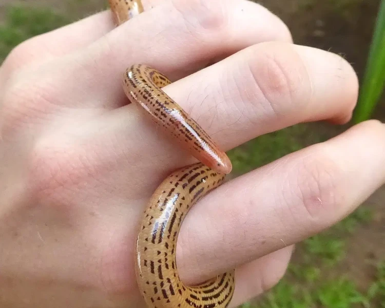 Elegant worm snake