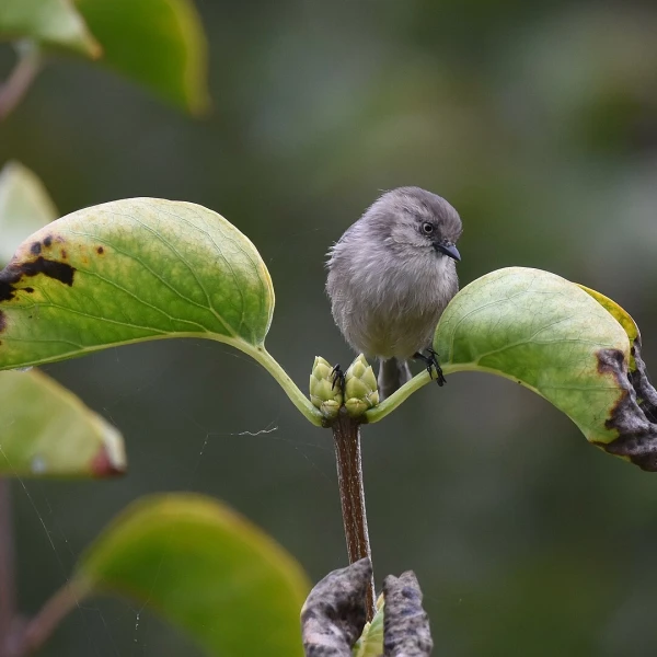 American Bushtit - Facts, Diet, Habitat & Pictures On Animalia.bio