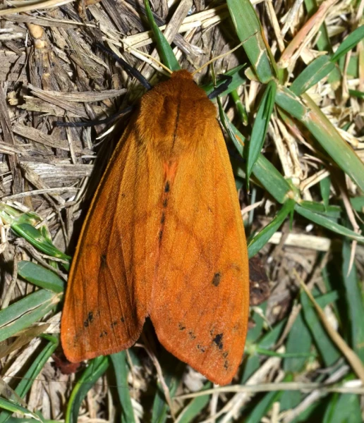 Mothing 8/4/14