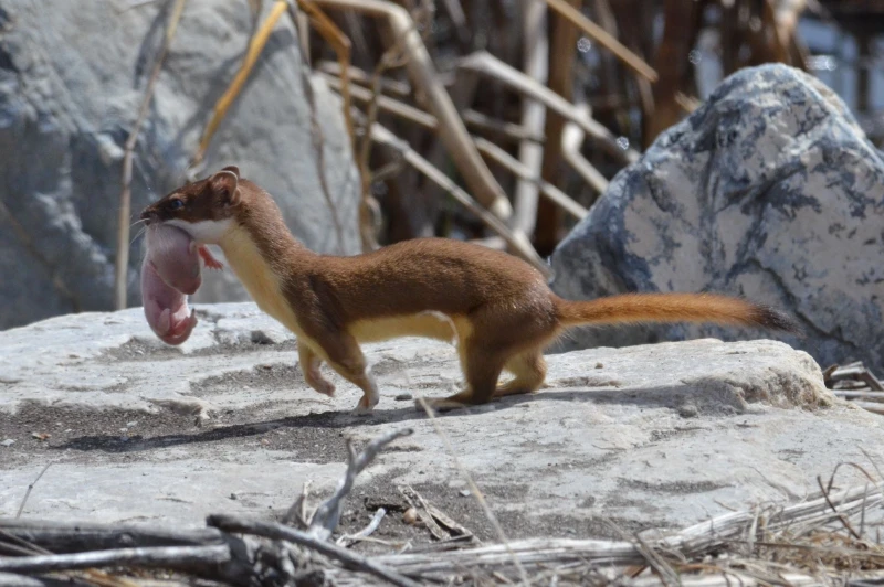 Long-Tailed Weasel