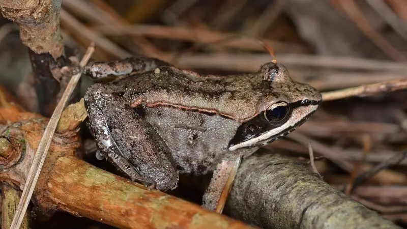 Wood Frog (Lithobates sylvaticus) in La P?che, Qu?bec, Canada.