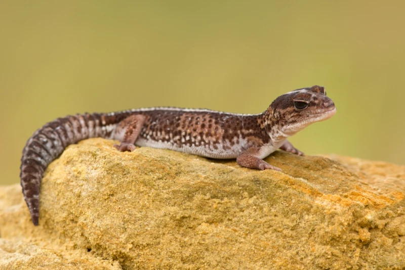 African Fat-Tailed Gecko