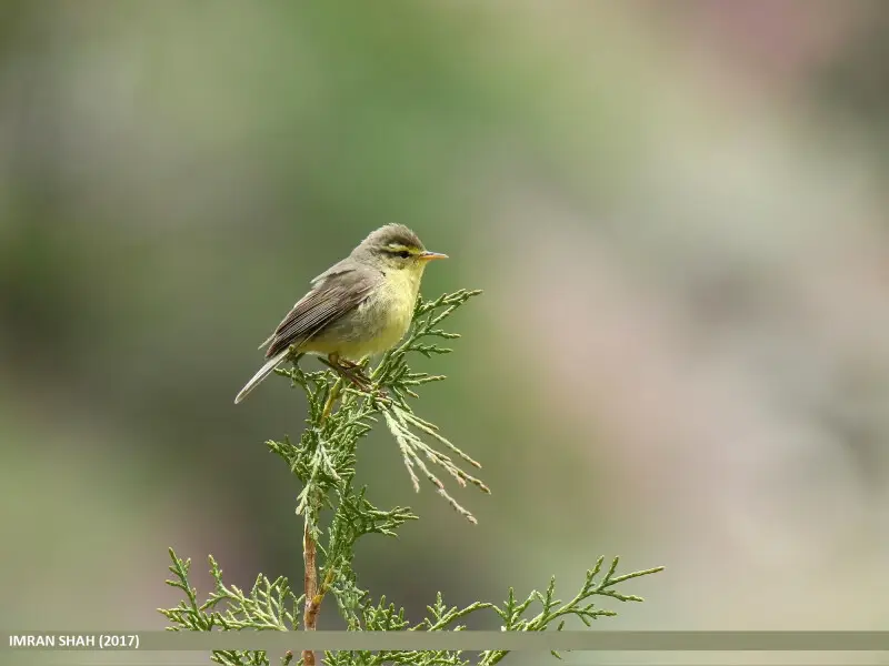 Tickell's Leaf Warbler (Phylloscopus affinis) captured at Shispare Ther, Hunza, Gilgit-Baltistan, Pakistan with Canon EOS 7D Mark II